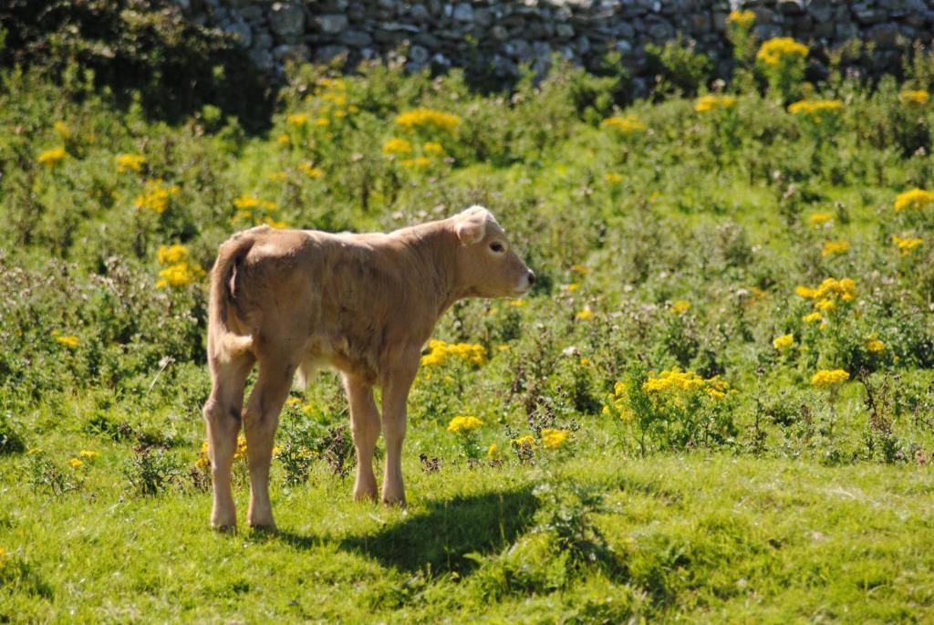 O'Connor'S Accommodation Doolin Luaran gambar