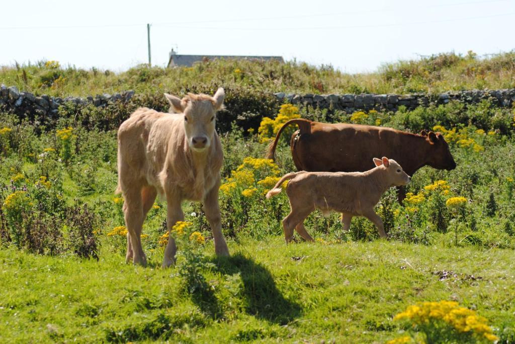 O'Connor'S Accommodation Doolin Luaran gambar